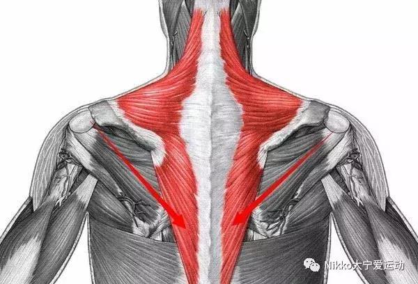 怎么减掉斜方肌变成一字肩,女人天鹅颈怎么练出来