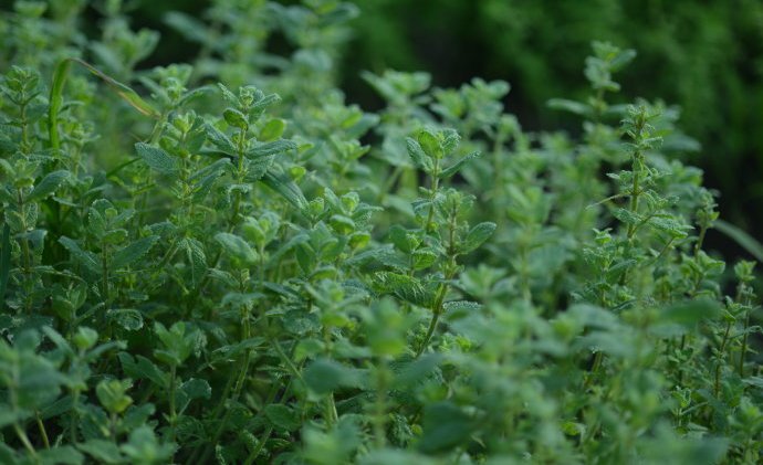 花园里防蚊子,在花园里劳作