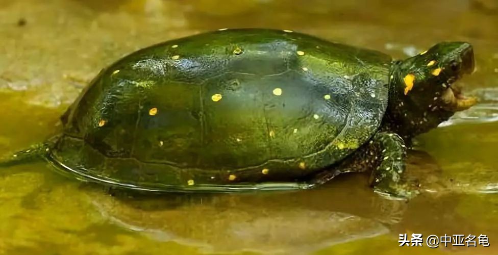 秋天乌龟怕冷怎么办,乌龟出现黄斑怎么办