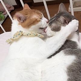 猫咪出门后回来一直对着门口叫,猫咪出门回到家后不认其他猫