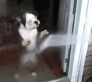 狗子洗澡的正确方法,去宠物店给狗洗澡注意什么