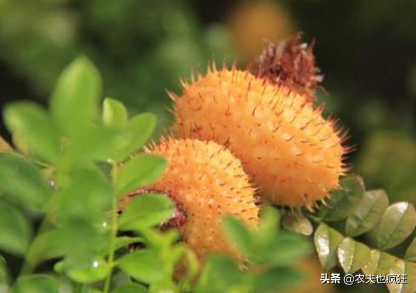 梨的种植与价值,梨的亩产及收益