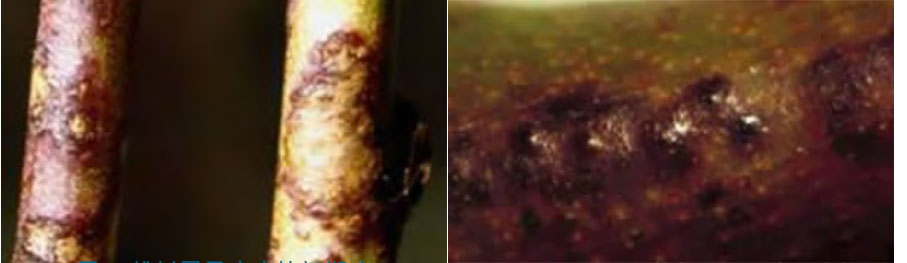 桃果面有斑锈是怎么回事,桃果肉发黑怎么回事