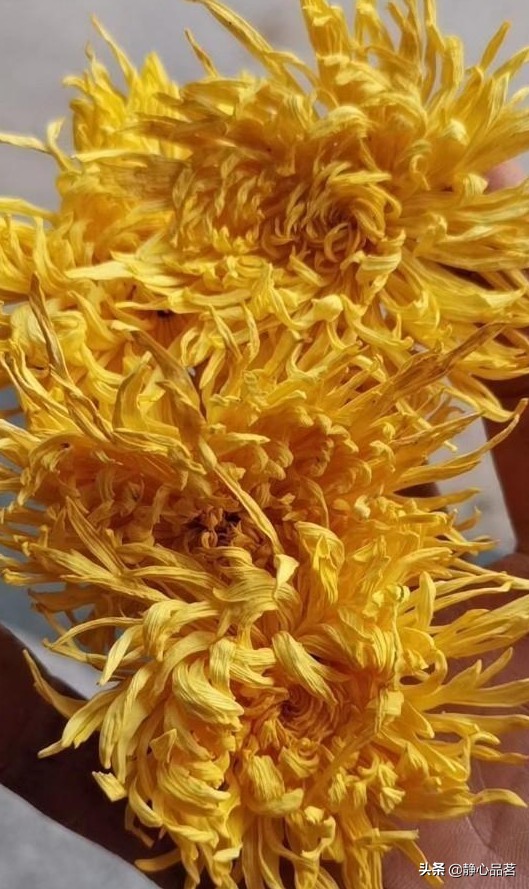 金丝皇菊清肝明目最佳选择,清肝明目去火的菊花品种有