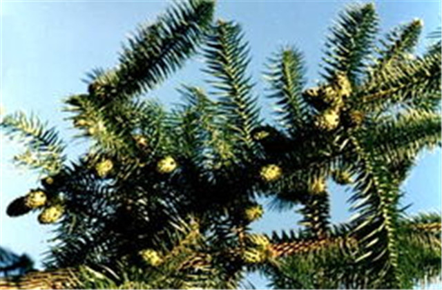 杉木有虫怎么防治,杉木虫害图片