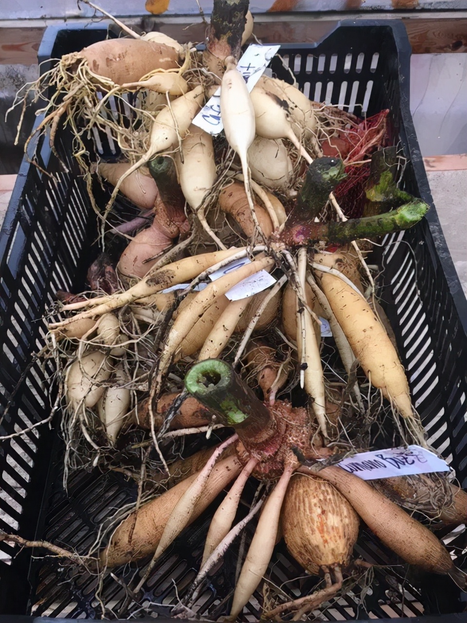 大丽花秋天要起球吗,大丽花怎样越长越好