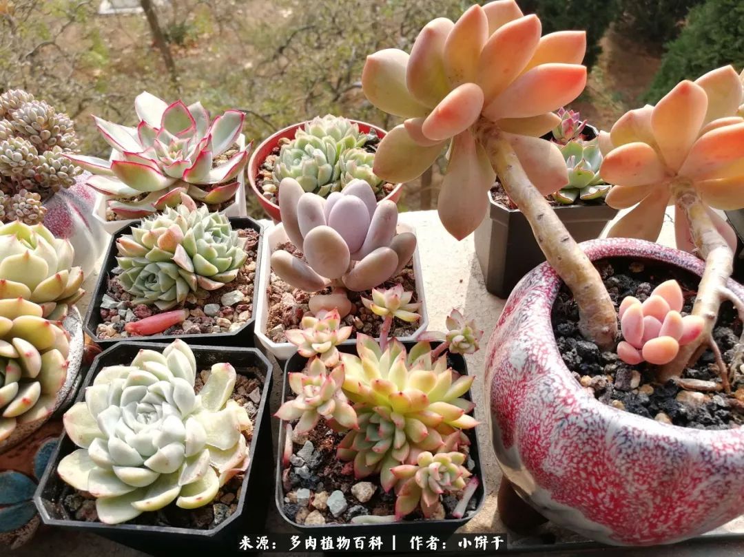 无肉不欢的肉瘾少女，日日沉迷于美色无法自拔！