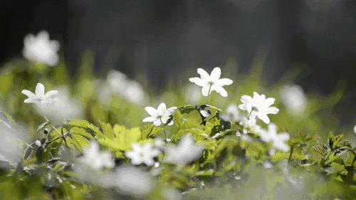 关于春天的古诗词美篇,让人惊艳的春天古诗词