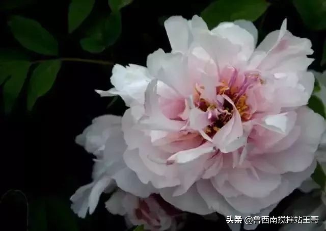 牡丹十大品种九大花系,牡丹进口品种图片及名称