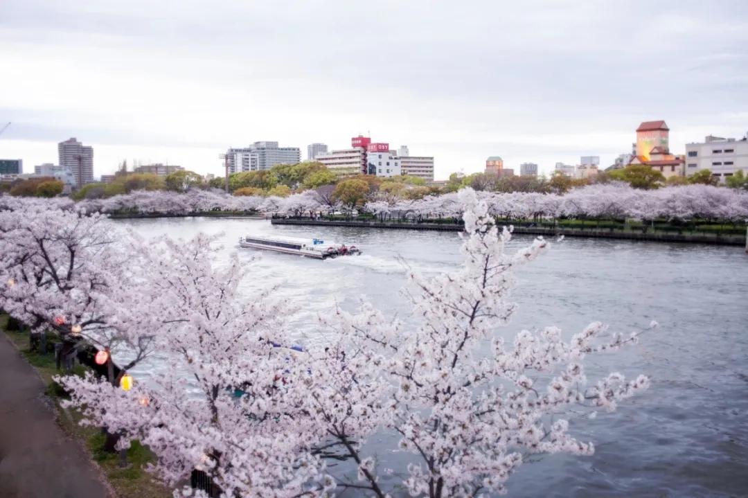 樱花前线2022年,2022第一场樱花