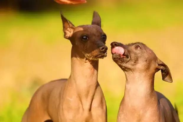 长相可爱但是战斗力爆棚的犬,有些狗虽然外表看起来靓丽可爱