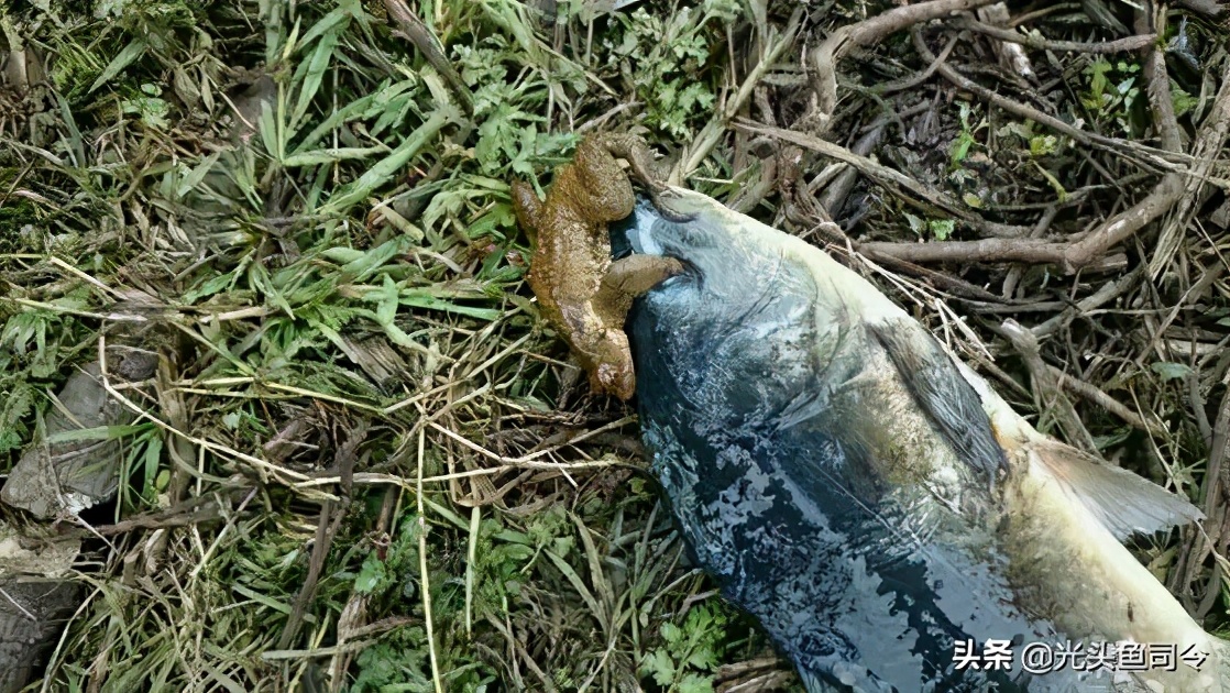 金蟾抱鲤为什么寓意升官发财,金蟾抱鲤升官发财