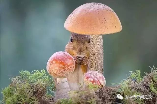 山间偶遇松鼠,巨大松鼠野生动物