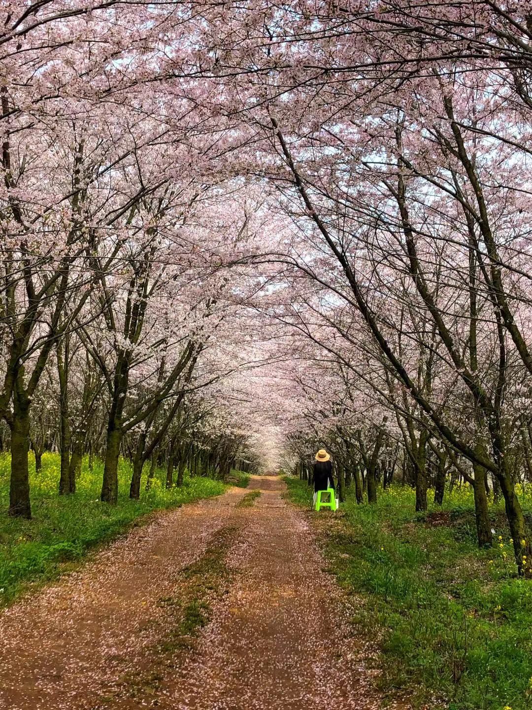 日本人看火遍全网的贵州平坝樱花,贵州平坝的樱花什么时候观赏最佳