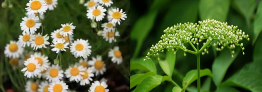 花印薰衣草舒缓面膜怎么样,薰衣草舒缓面膜怎么样