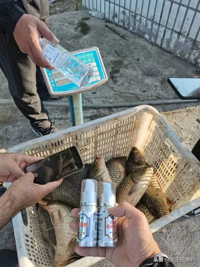 黑坑大鲤视频大全,黑坑战大鲤最新消息