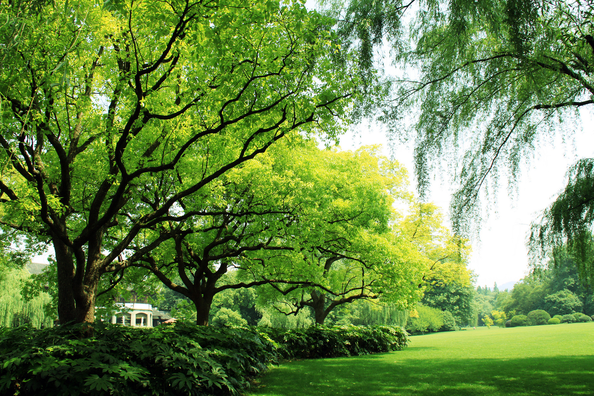 花园风水布局禁忌图解大全,花园忌讳什么植物