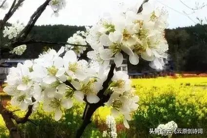 咏蝴蝶的七绝,蝴蝶恋花诗词七绝