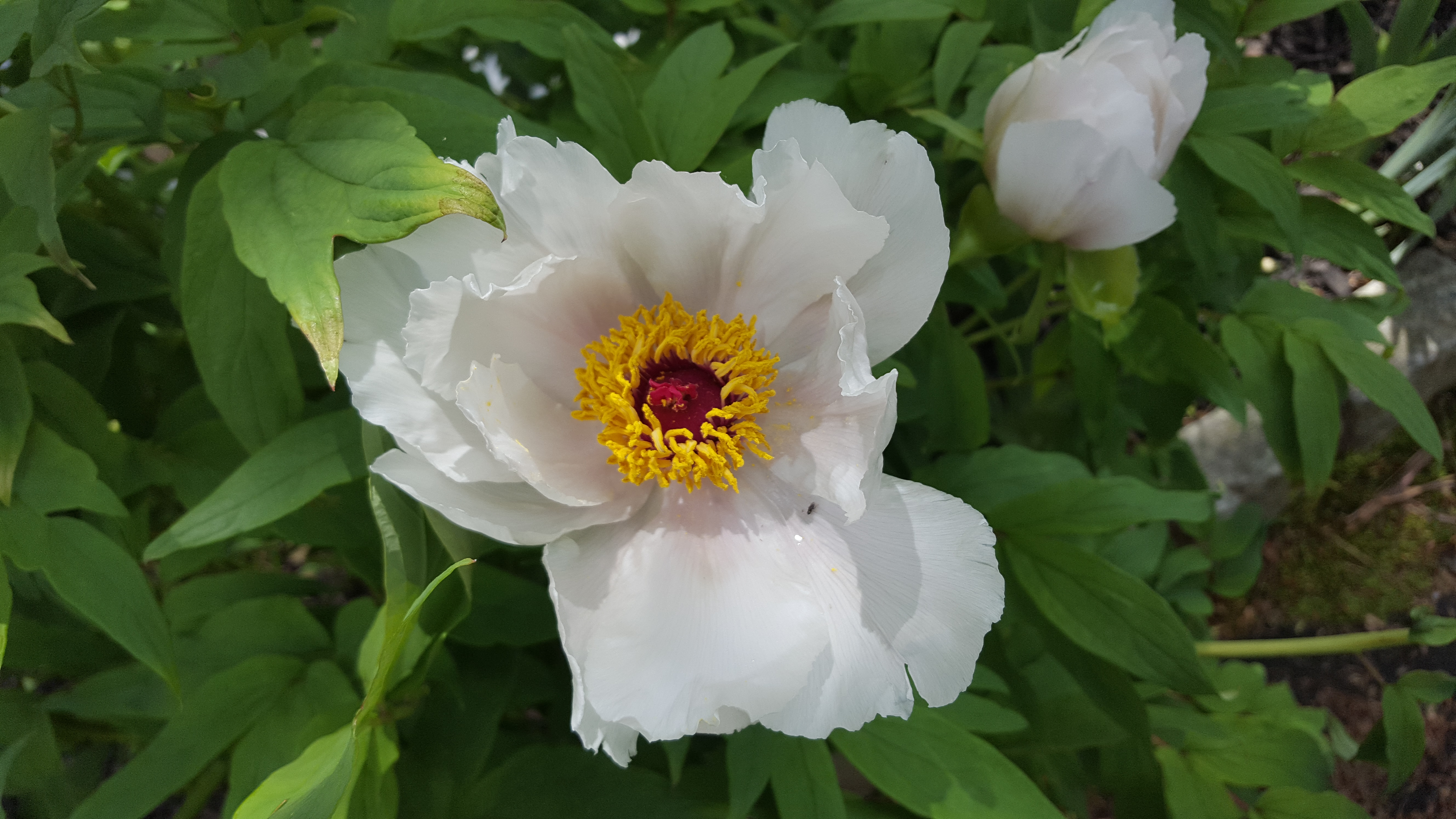 花间语|牡丹花们的老祖宗:凤丹白