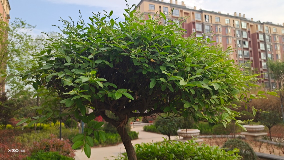 陕州区骏景德园小区环境,陕州区骏景花园