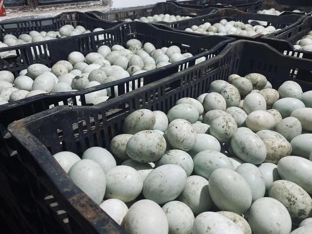 刚开产的蛋鸭采食量低怎么办,蛋鸭采食正常缓慢掉蛋原因