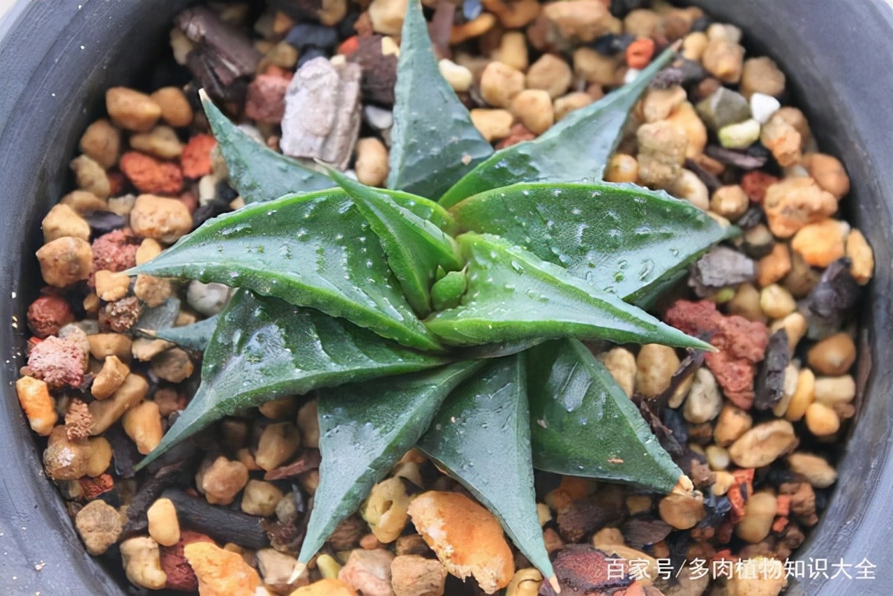 多肉条纹十二卷的养护方法,条纹十二卷多肉如何快速爆盆