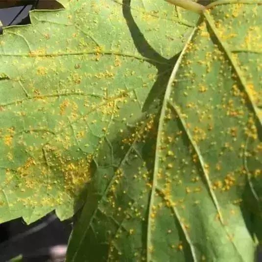 葡萄发黑果子不长是什么原因,葡萄长不大黄叶是怎么回事