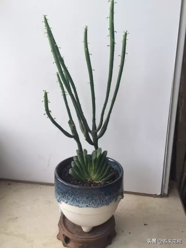 光棍树养殖方法,招财光棍树怎么样扦插