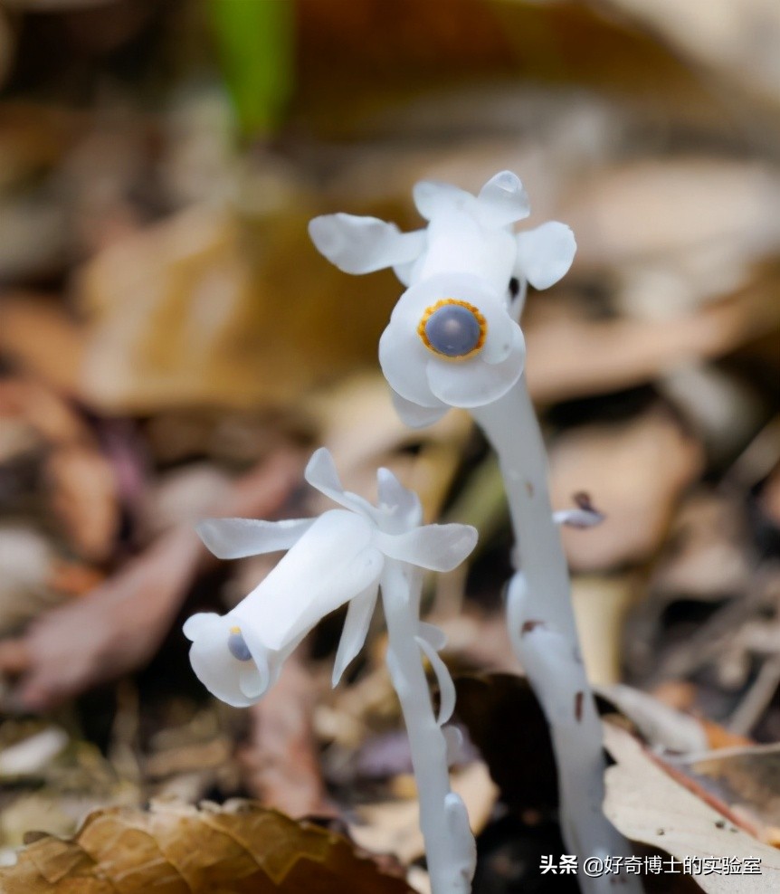 爱因斯坦的发型竟然是罕见病,爱因斯坦头发为什么总是乱糟糟的