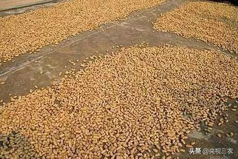 花生的管理方法及注意事项,花生苗移栽时应注意些什么