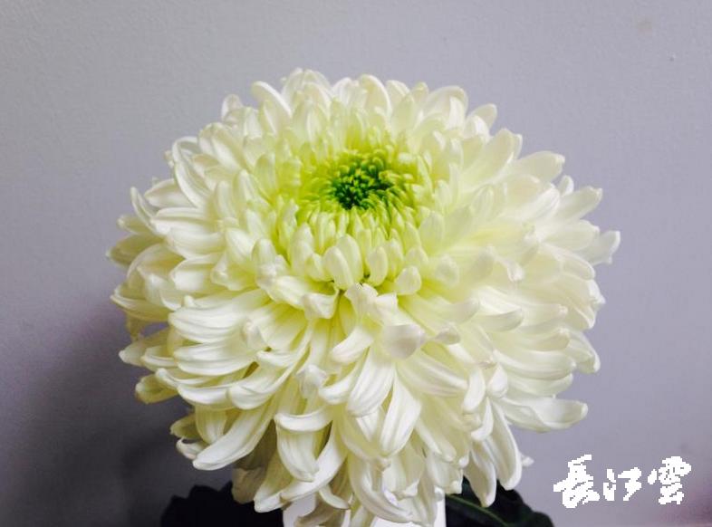 春季菊花苗,福利来了快来抢购