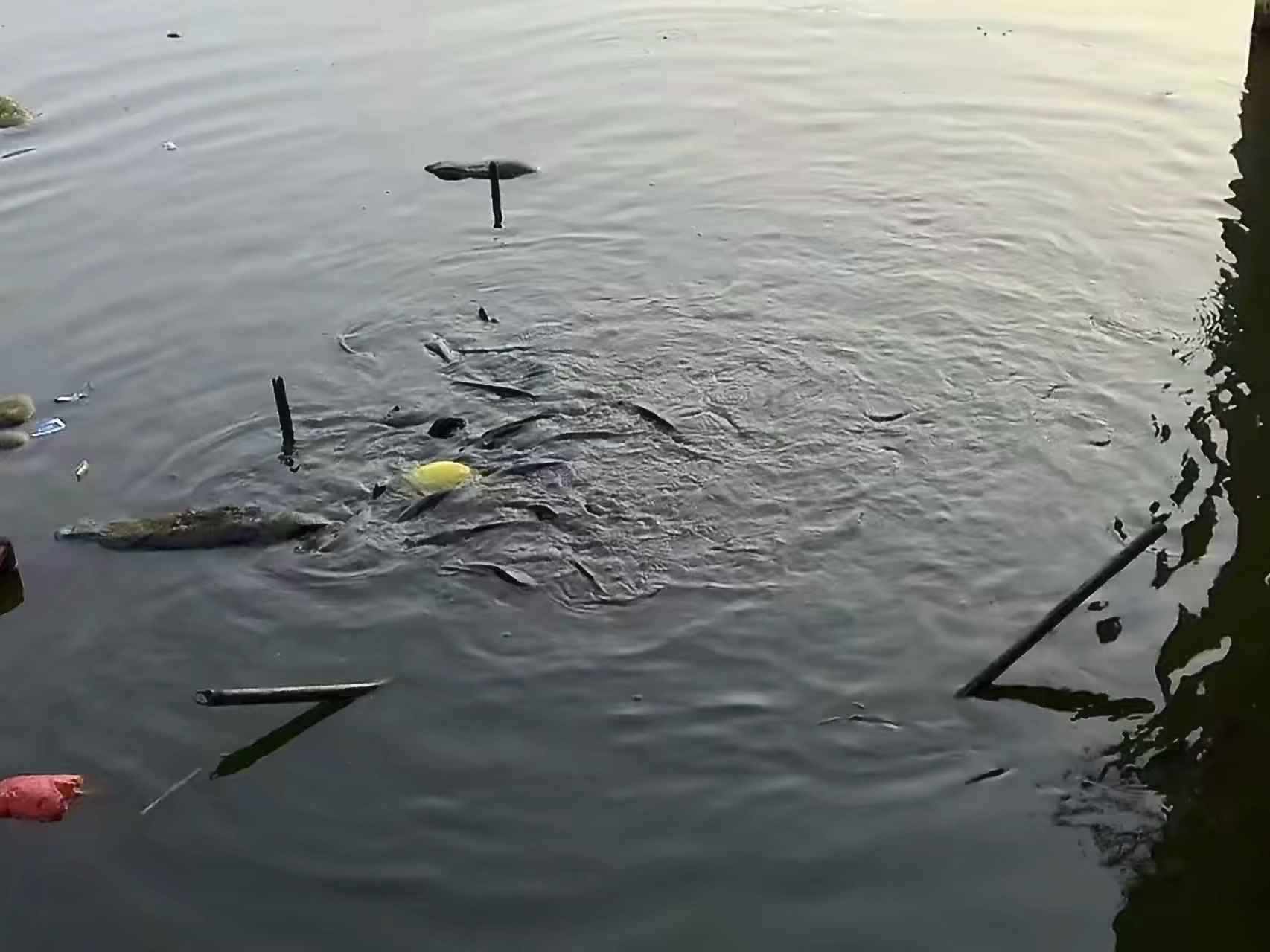 塘鲺鱼用什么钓,塘鲺鱼怎么钓最好