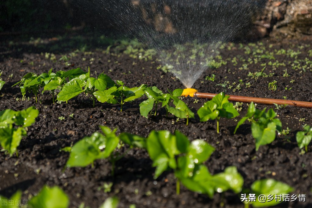 蔬菜长虫最有效小妙招,怎么治蔬菜虫子最快最有效