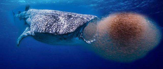 地球妈妈生病了故事,地球变暖冰川融化企鹅