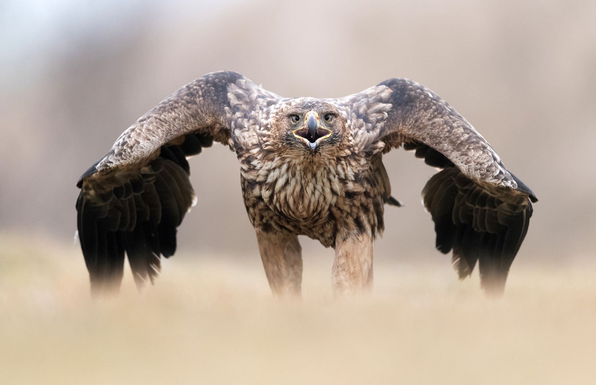 棕熊打各种熊和各种动物画面,动物和熊斗的视频