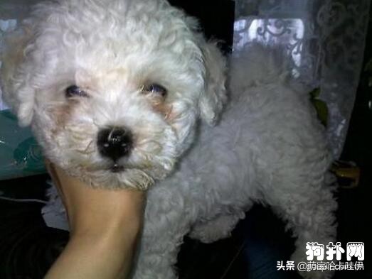 比熊犬有泪痕了怎么办,比熊犬出现泪痕该怎么办