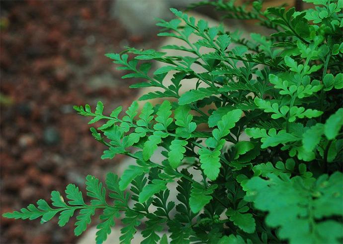 蕨类植物生物知识点有哪些,蕨类植物百科知识