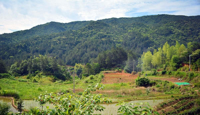 创业养鹅投资700万,年轻的回乡创业者养鹅