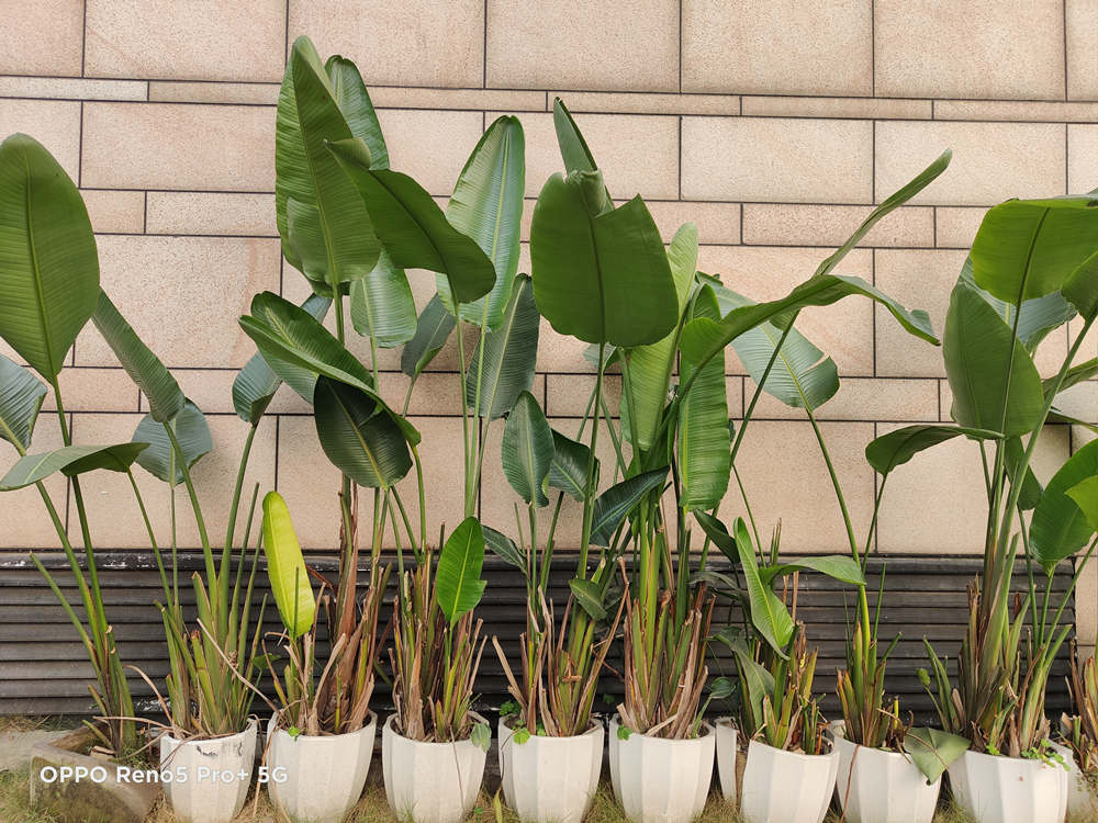 opporeno5pro+璇勬祴灞忓箷,opporeno5pro128g+娴嬭瘎