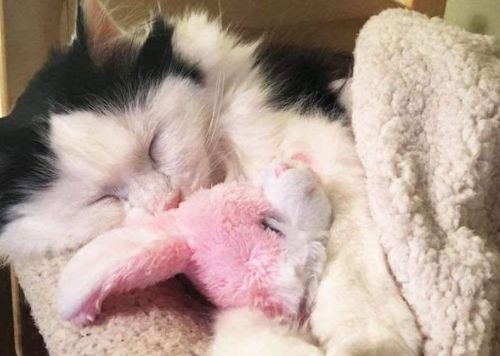 母猫产后感冒吃什么药好,母猫感冒