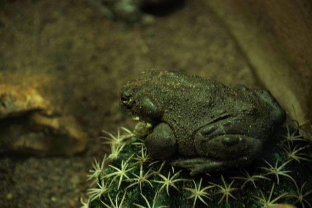 强有效的天然致幻剂，很多人纷纷上瘾，狂“舔蛤蟆”