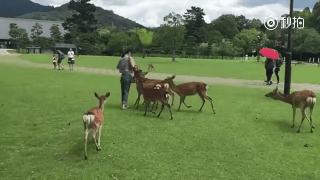 奈良被鹿咬了用打针吗,奈良喂小鹿被吓哭