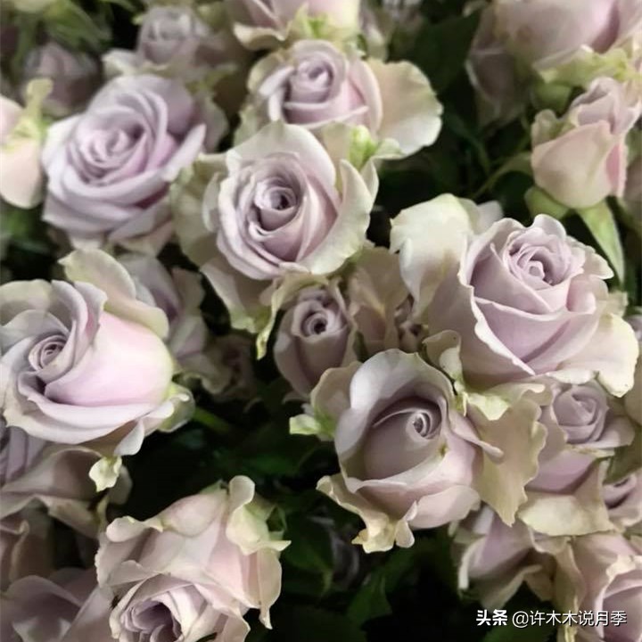 月季有盲枝是什么原因,春天月季全部都是盲芽是什么原因