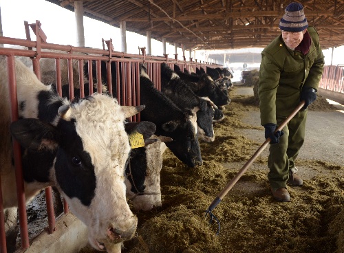 奶牛场挤奶注意事项,奶牛挤奶怎么处理可以喝