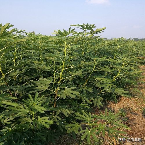 无花果种植要防鸟,无花果种植对土壤有没有要求