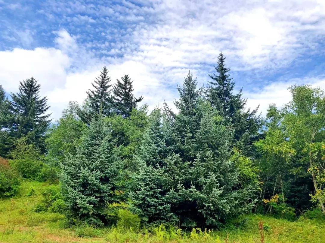 丰宁千松坝秋色,天凉好个秋拍摄