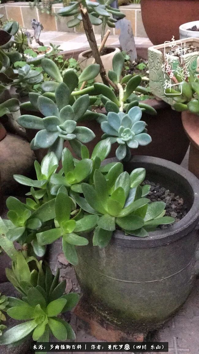 转角遇见多肉,遇见多肉治愈自己