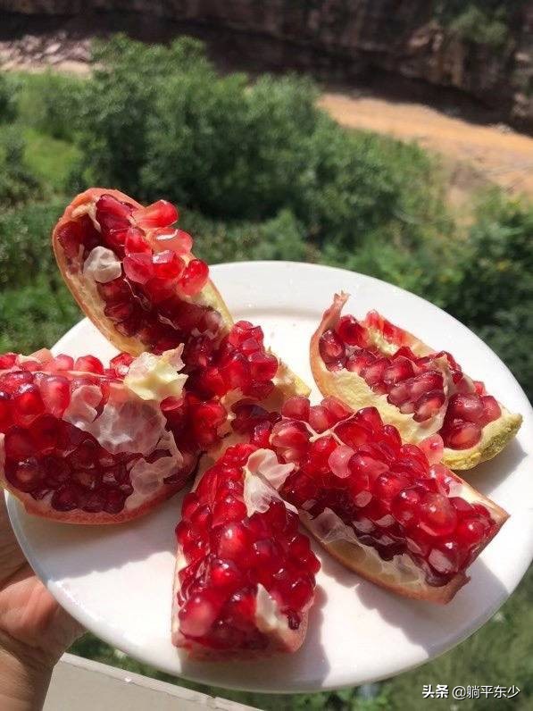 突尼斯软籽石榴苗真假辨别图片,突尼斯软籽石榴正宗苗