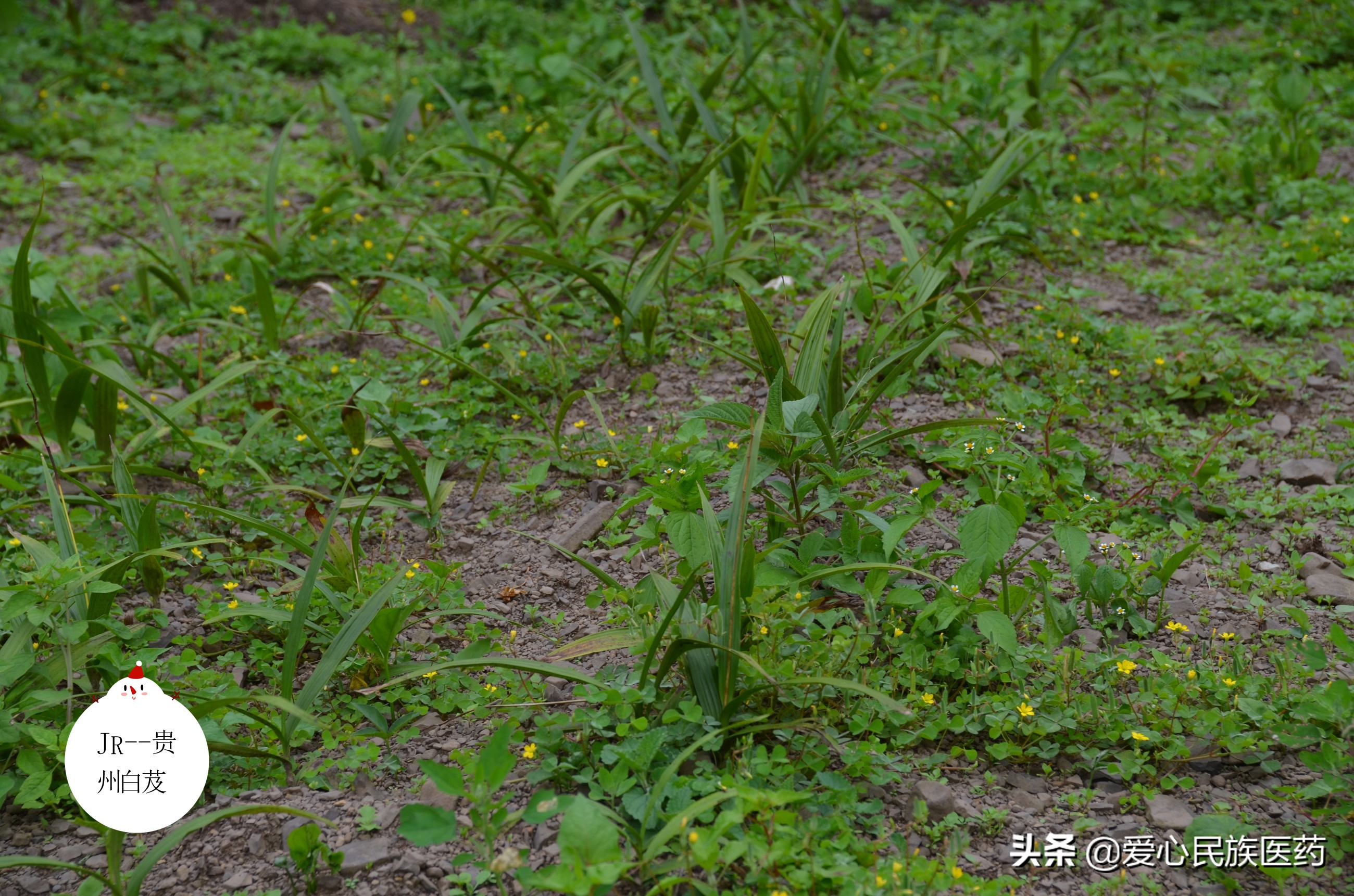 新鲜白芨中药的美容作用和功效,中药白芨的美容作用与功效图片