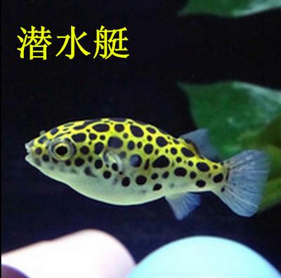 新手养鱼推荐混养品种,新手养鱼入门鱼种混养